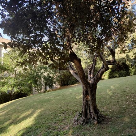 Un olivier dans le parc de la Bastide Castella, demeure de charme à Montpellier