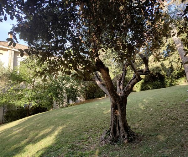 Un olivier dans le parc de la Bastide Castella, demeure de charme à Montpellier