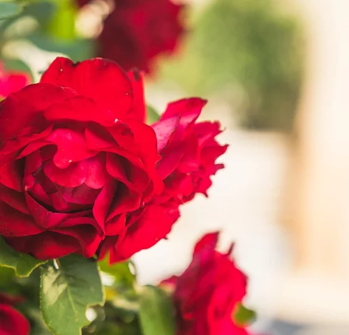 Fleurs roses